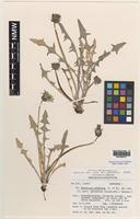 Isotype of Taraxacum subdolum Kirschner & Stepanek [family ASTERACEAE]