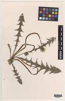 Isotype of Taraxacum richardsianum C.C.Haw. [family ASTERACEAE]