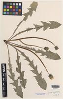 Isotype of Taraxacum luteum C.C.Haw. & A.J.Richards [family ASTERACEAE]