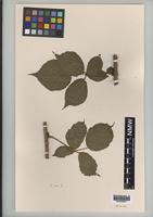 Syntype of Rubus acutifrons Ley [family ROSACEAE]