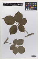 Isotype of Rubus altiarcuatus W.C.Barton & Ridd. [family ROSACEAE]