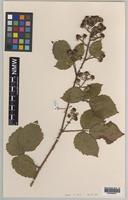 Paratype of Rubus anglofuscus Edees [family ROSACEAE]