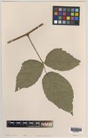 Holotype of Rubus angloserpens Edees & A.Newton [family ROSACEAE]
