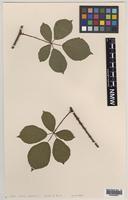 Paratype of Rubus aquarum A.Newton & M.Porter [family ROSACEAE]