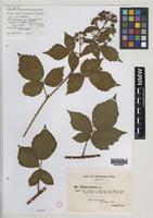 Syntype of Rubus aristisepalus (Sudre) W.C.R.Watson [family ROSACEAE]