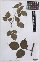 Isotype of Rubus atrebatum A.Newton [family ROSACEAE]