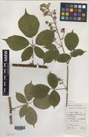 Holotype of Rubus biloensis A.Newton & M.Porter [family ROSACEAE]