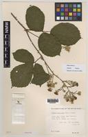 Paratype of Rubus boudiccae A.L.Bull & Edees [family ROSACEAE]