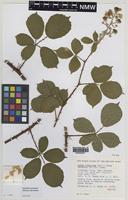 Isotype of Rubus boudiccae A.L.Bull & Edees [family ROSACEAE]