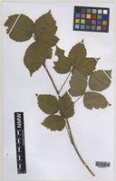 Isolectotype of Rubus britannicus W.M.Rogers [family ROSACEAE]