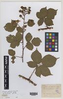 Syntype of Rubus castrensis Wolley-Dod [family ROSACEAE]