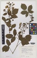 Paratype of Rubus daltrii Edees & Rilstone [family ROSACEAE]