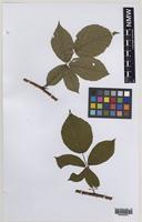 Paratype of Rubus daltrii Edees & Rilstone [family ROSACEAE]