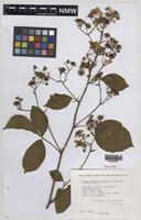 Paratype of Rubus daltrii Edees & Rilstone [family ROSACEAE]