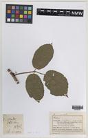 Isoparatype of Rubus decussatus W.C.Barton [family ROSACEAE]