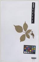 Isolectotype of Rubus diversiarmatus W.C.R.Watson [family ROSACEAE]