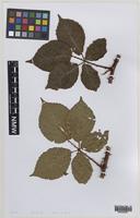Isoparatype of Rubus ebudensis A.Newton [family ROSACEAE]