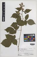 Isotype of Rubus erythrops Edees & A.Newton [family ROSACEAE]