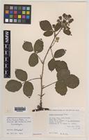 Isolectotype of Rubus furvicolor Focke [family ROSACEAE]