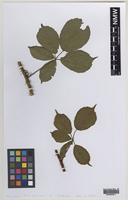 Isoparatype of Rubus gariannensis A.L.Bull [family ROSACEAE]