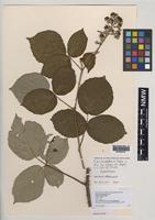 Isolectotype of Rubus herefordensis Sudre [family ROSACEAE]