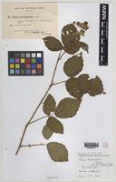 Isolectotype of Rubus heterobelus Sudre [family ROSACEAE]