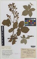 Isoparatype of Rubus hylophilus Ripart ex. Genev. [family ROSACEAE]