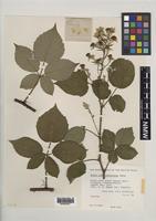 Isotype of Rubus incurvatiformis Edees [family ROSACEAE]