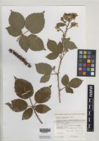 Holotype of Rubus infestior Edees [family ROSACEAE]
