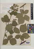 Holotype of Rubus informifolius Edees [family ROSACEAE]