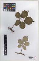 Isolectotype of Rubus lasiodermis Sudre [family ROSACEAE]