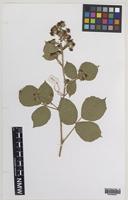 Paratype of Rubus malvernicus Edees [family ROSACEAE]