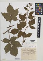 Paratype of Rubus merlinii A.Newton & M.Porter [family ROSACEAE]