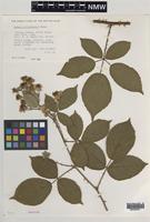 Paratype of Rubus milfordensis Edees [family ROSACEAE]