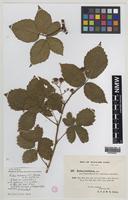 Type? of Rubus monensis W.C.Barton & Ridd. [family ROSACEAE]