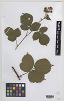 Syntype of Rubus mucronatiformis (Sudre) W.R.C.Watson [family ROSACEAE]