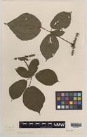 Isolectotype of Rubus mucronatoides Ley ex. W.M.Rogers [family ROSACEAE]