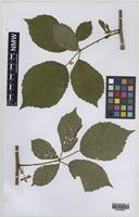 Paratype of Rubus norvicensis A.L.Bull & Edees [family ROSACEAE]