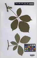 Paratype of Rubus norvicensis A.L.Bull & Edees [family ROSACEAE]