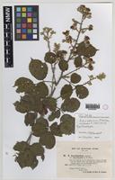 Isoparatype of Rubus ordovicum A.Newton [family ROSACEAE]