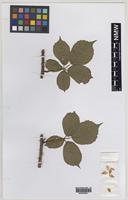 Isolectotype of Rubus oxyanchus Sudre [family ROSACEAE]