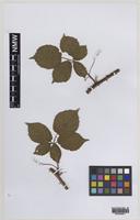 Paratype of Rubus painteri Edees [family ROSACEAE]