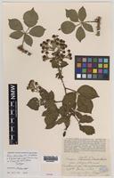 Syntype of Rubus pascuorum W.C.R.Watson [family ROSACEAE]