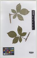 Paratype of Rubus percrispus D.E.Allen & R.D.Randall [family ROSACEAE]