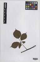Isolectotype of Rubus polyoplus W.C.R.Watson [family ROSACEAE]