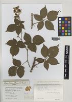 Isotype of Rubus purbeckensis W.C.Barton & Ridd. [family ROSACEAE]