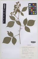 Paratype of Rubus turritus Edees [family ROSACEAE]