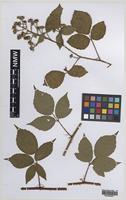 Paratype of Rubus turritus Edees [family ROSACEAE]