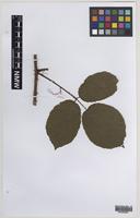 Paratype of Rubus varvicensis Edees [family ROSACEAE]
