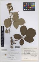 Isoparatype of Rubus riddelsdellii Rilstone [family ROSACEAE]